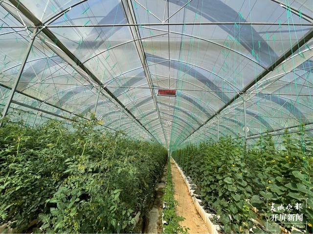 一株番茄苗能长30多米高 在这样的“智慧大棚”里务工很有价值感