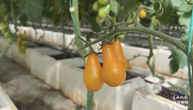 一株番茄苗能长30多米高 在这样的“智慧大棚”里务工很有价值感