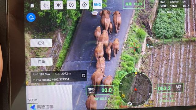 亚洲象（云南省森林消防总队供图）
