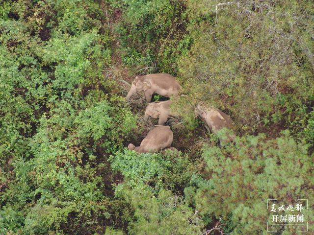 6月6日，象群持续在晋宁区夕阳乡活动，向西迁移了5.5公里3.jpg