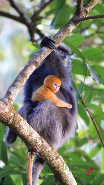 芒市坚守3个月只求拍到一张猴子照片，他却意外发现中国最大菲氏叶猴种群