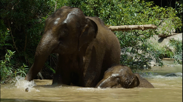 大象玩水.gif