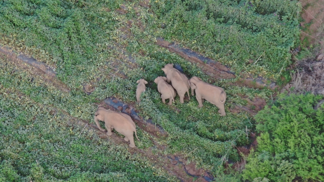 北迁象群向西南迁移3.09公里，离群独象仍在安宁境内距象群24.9公里（供图）