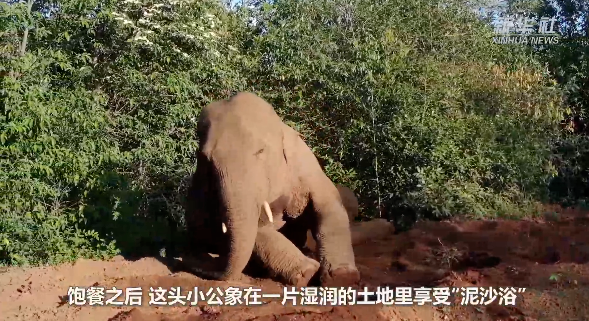 这就是“象”皮泥吧？云南离群小象享受“泥沙浴” ，画面太萌了！