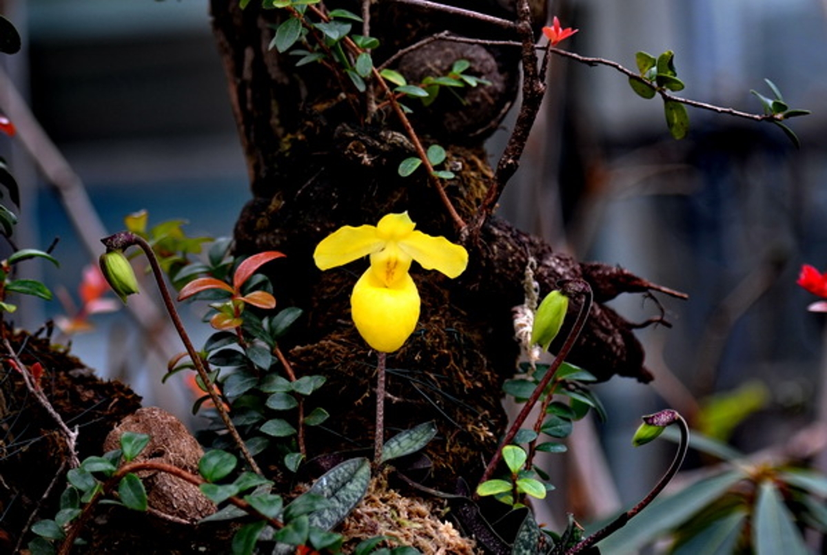 盛开的国花“牡丹花”高清植物图片_花卉图片_3g图片大全