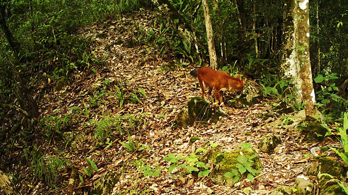 临沧南滚河国家级自然保护区首次拍摄到红豺