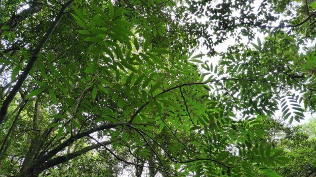 云南无量山保护区伯乐树（无量山国家级自然保护区南涧管护局 供图）