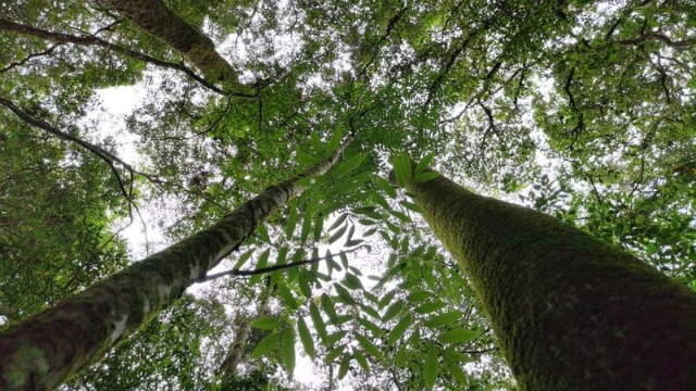 云南无量山保护区伯乐树（无量山国家级自然保护区南涧管护局 供图）