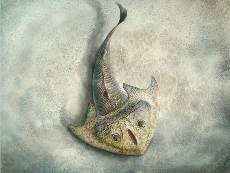 水中的“游泳健将”！曲靖发现4.19亿年前最古老的三尖鱼类