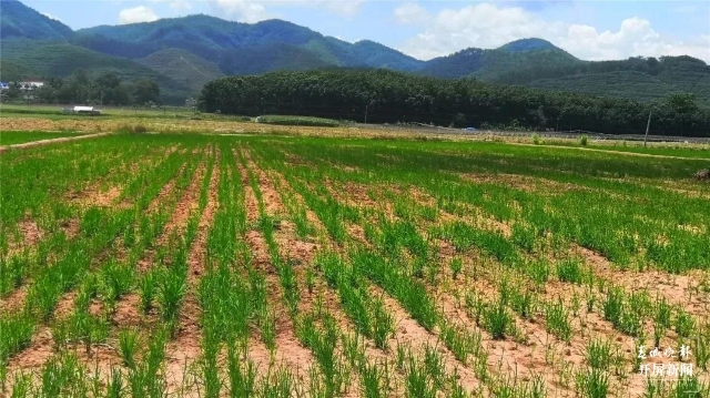 勐腊县让旱地由红变绿 杂稻旱种面积达13037.02亩