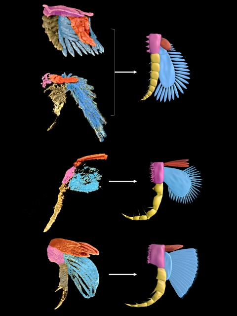看清了！5.18亿年澄江生物群节肢动物就有上肢（图自云南大学官网）