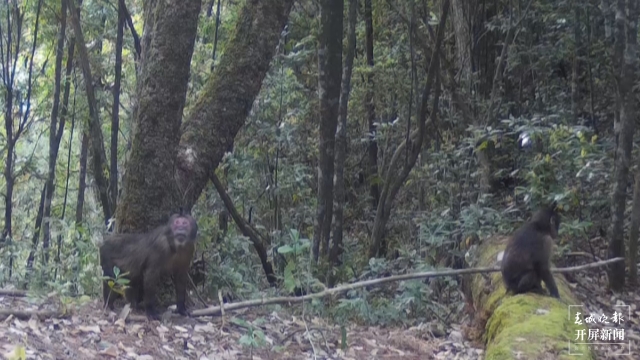 幸福指数超满！一大波短尾猴在高黎贡山林间嬉戏跳跃（开屏新闻记者崔敏摄影报道）