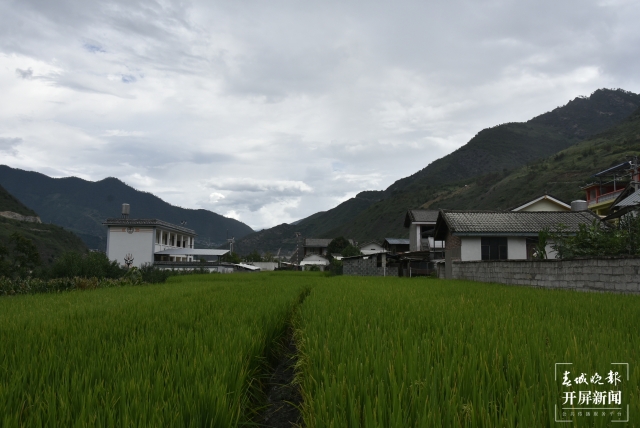 果力村形成了700亩小红软米等种植产业.JPG