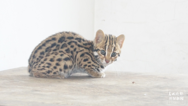豹猫Prionailurus benga(11163975)-20210818203238.JPG