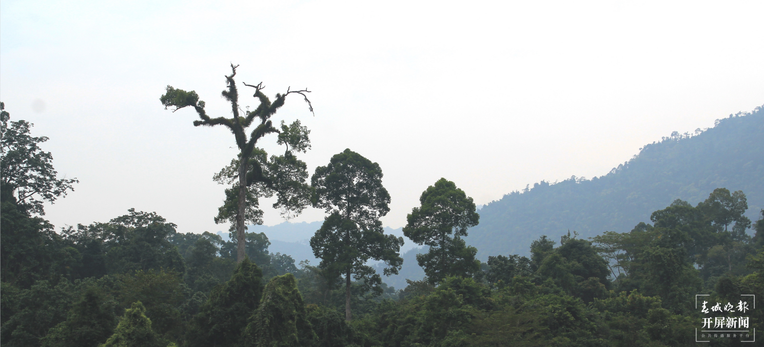 【世界世外桃源】认定我国拥有热带雨林，就靠云南这种树！