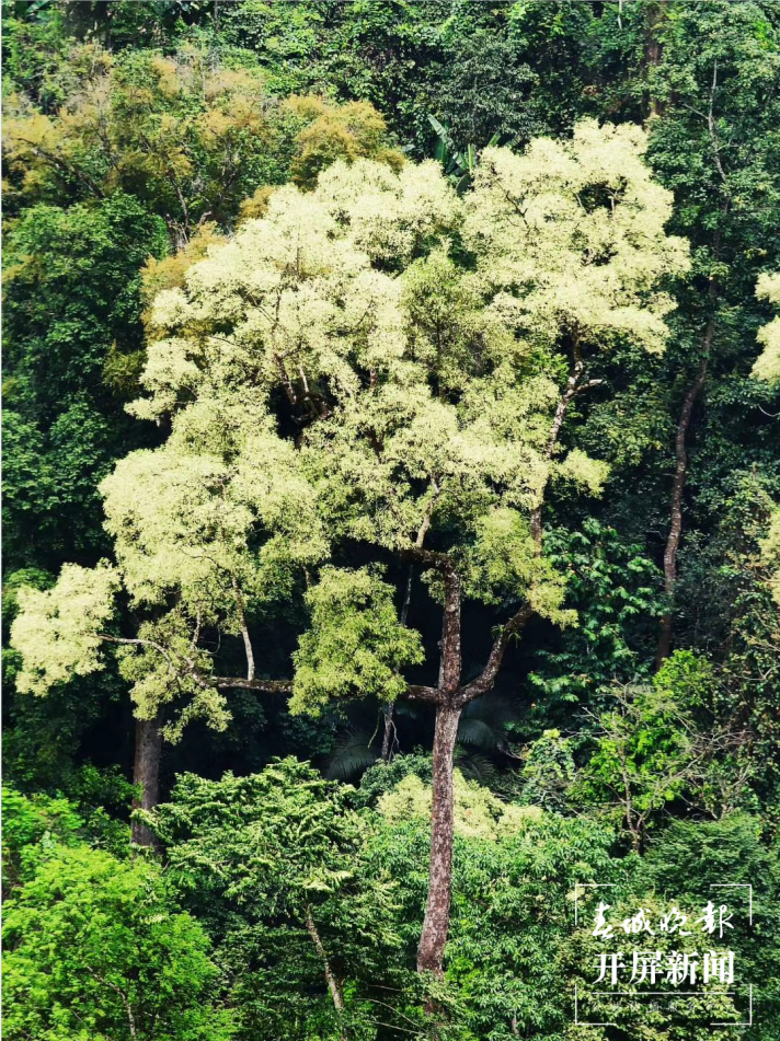 【世界世外桃源】认定我国拥有热带雨林，就靠云南这种树！