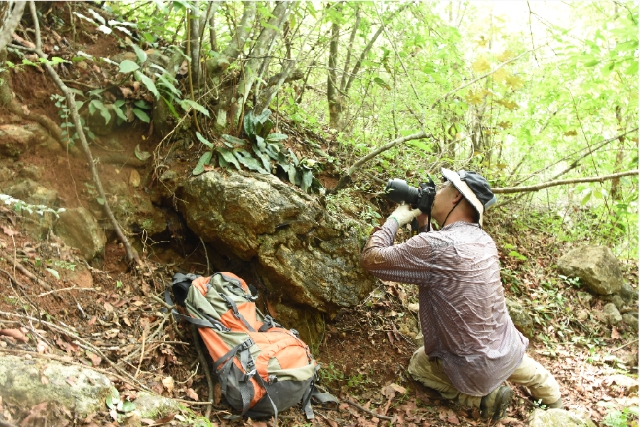 野生种群不足5000株，云南建立首个云南梧桐就地保护点 供图