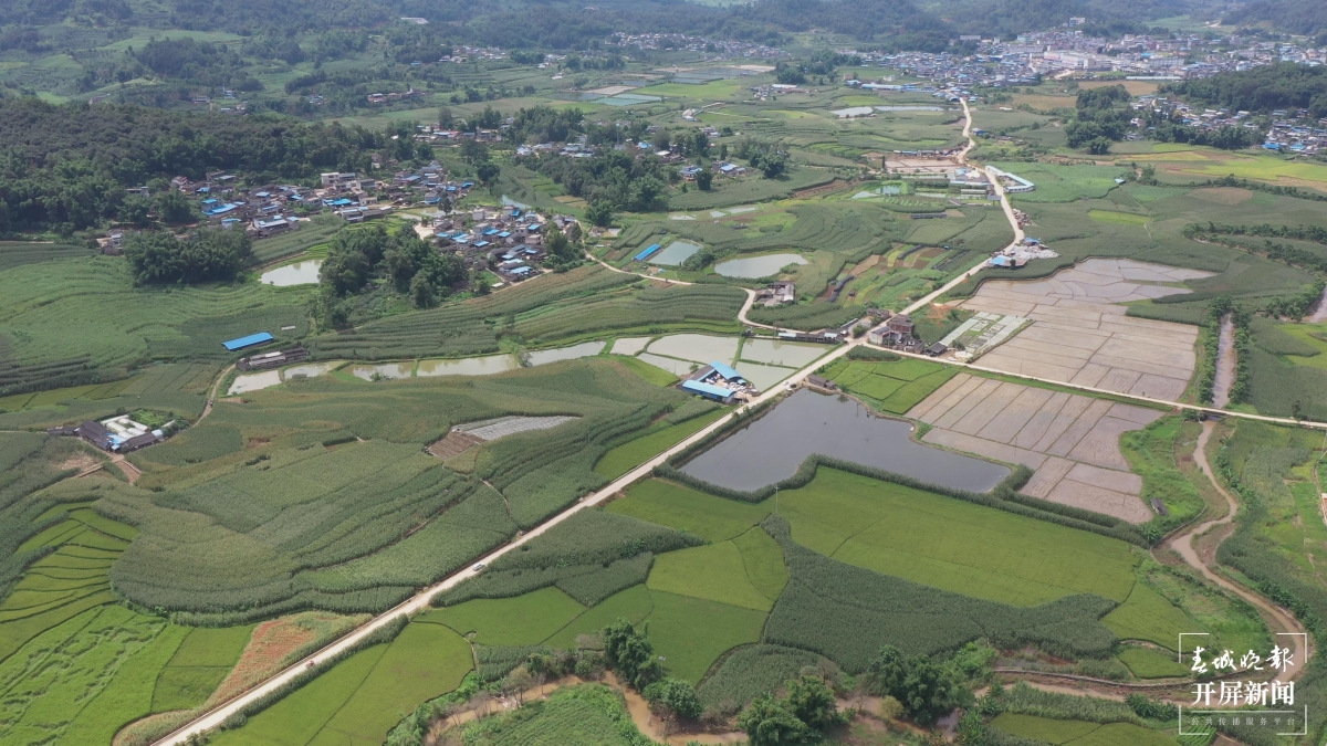 镇康县勐捧镇兴旺种养殖合作社小软米种植基地(刘家坤摄)jpg