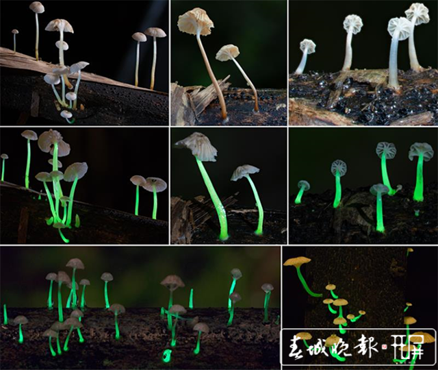 【万物滇行】真菌篇——发光蘑菇（图源：西双版纳热带植物园）