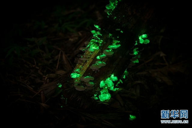 【万物滇行】真菌篇——发光蘑菇（图源：西双版纳热带植物园）