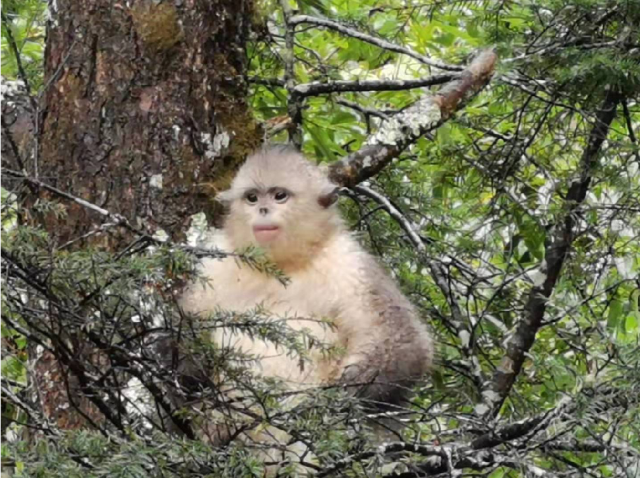 滇金丝猴 云龙天池国家级自然保护区管护局供图