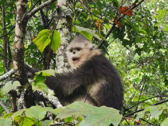 滇金丝猴 云龙天池国家级自然保护区管护局供图