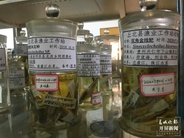 丘北藏有全省唯一县级鱼类标本室，保存8150多号鱼类标本4.jpg
