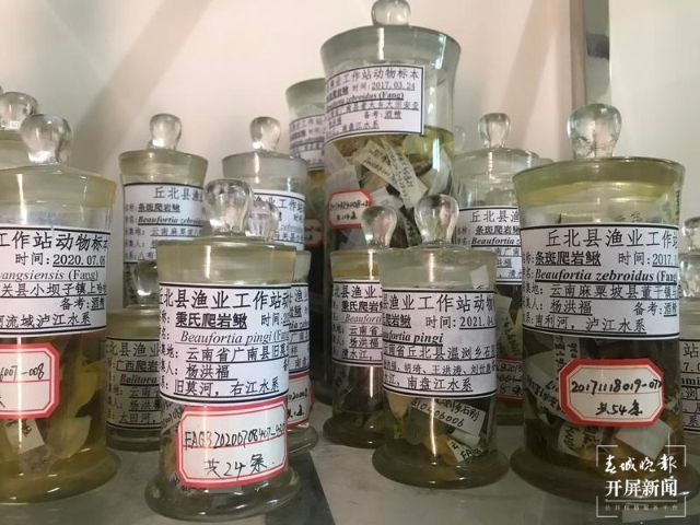 丘北藏有全省唯一县级鱼类标本室，保存8150多号鱼类标本5.jpg