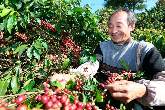 “普洱咖啡”地理标志助力普洱咖啡产业蓬勃发展4.jpg