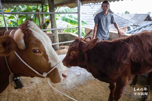 新征程上的普洱实践 | 西盟县勐梭镇秧洛村: 八条“牛”政策 让村民日子“牛”起来