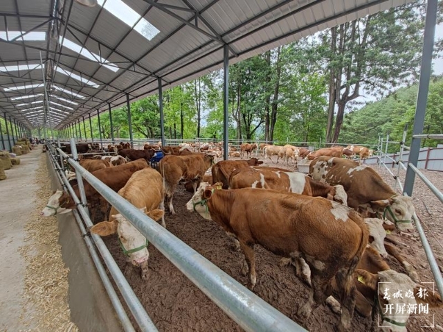 新征程上的普洱实践 | 景东董报村的高端肉牛养殖户们，真“牛”