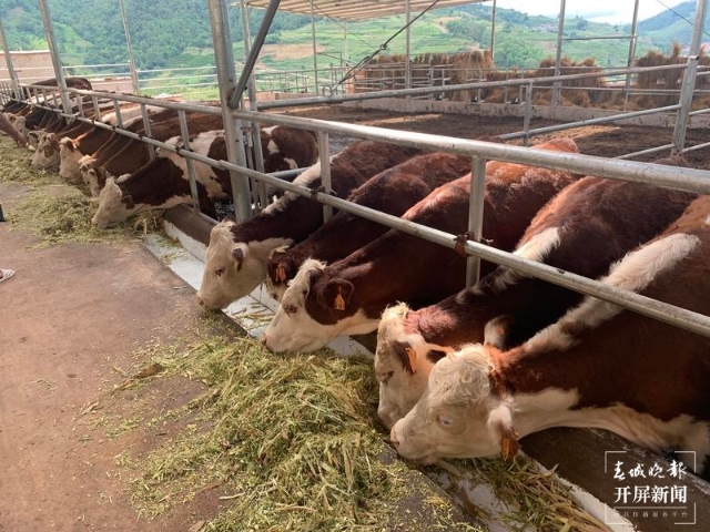 新征程上的普洱实践 | 景东董报村的高端肉牛养殖户们，真“牛”