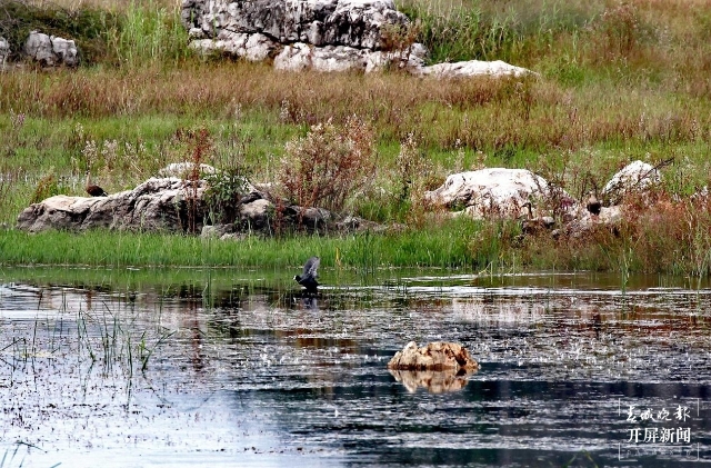 沾益海峰湿地的黑精灵：最会游泳的“鸡”(11487104)-20210918155841.jpg