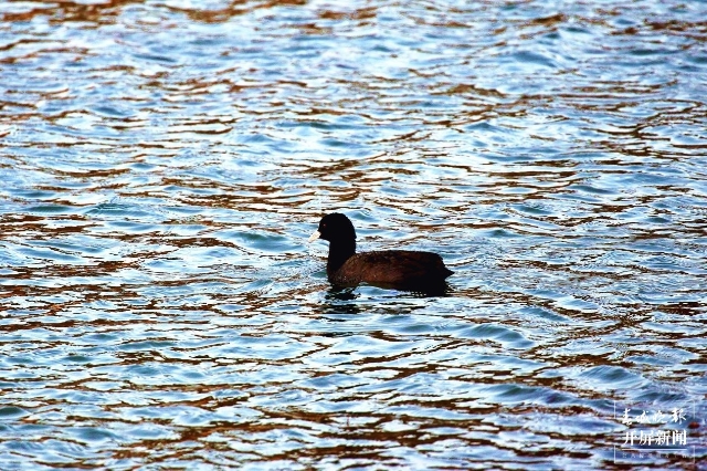 沾益海峰湿地的黑精灵：最会游泳的“鸡”.jpg