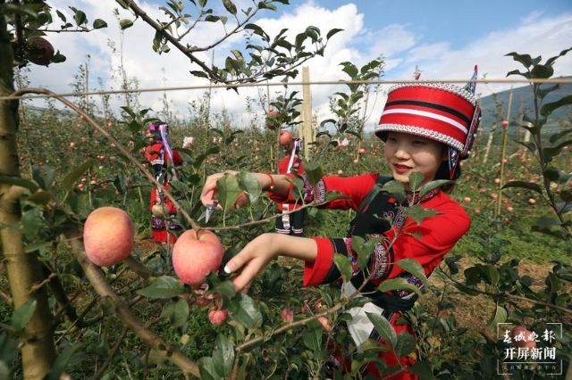 石林圭山变身花果山，7000亩苹果即将进入丰果期