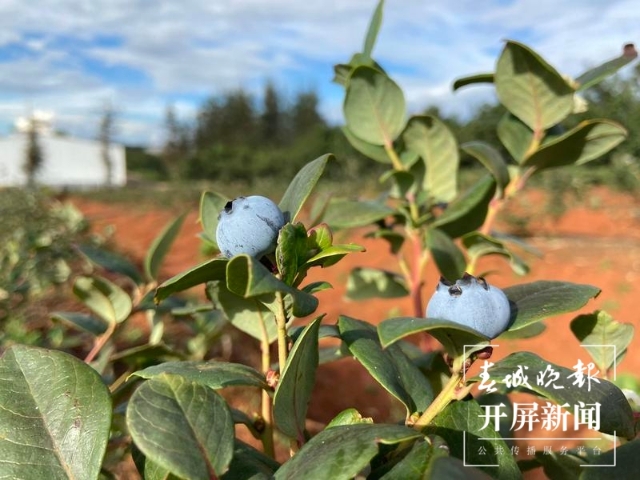 万家欢蓝莓庄园4.jpg