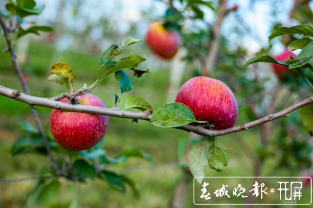 西山区现代苹果示范园苹果采摘节等你来！（徐俊/摄）