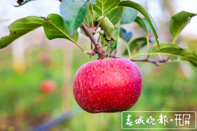 西山区现代苹果示范园苹果采摘节等你来！（徐俊/摄）