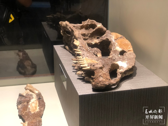 遗址馆内展出的双脊龙头骨化石(11654429)-20211005181113.jpeg