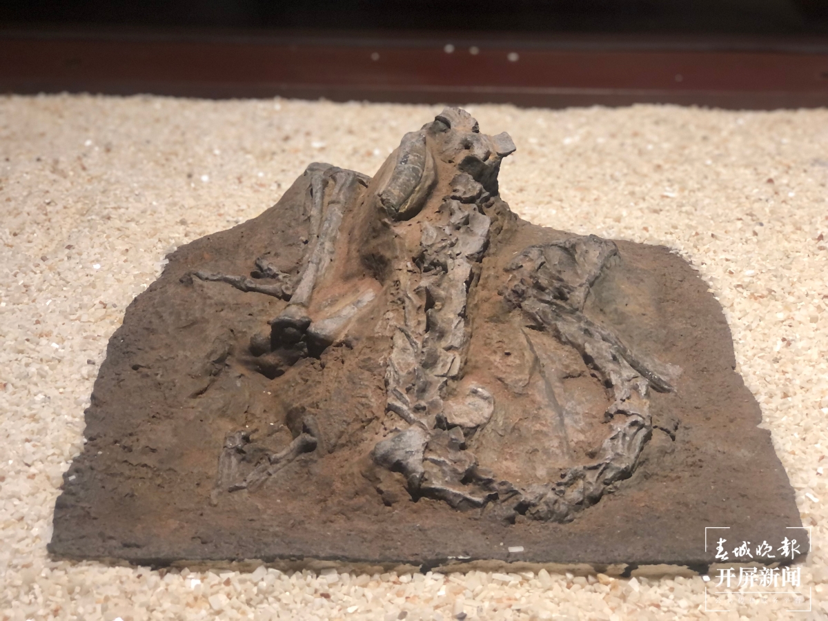 保护恐龙化石!云南禄丰市建成6个原址馆,为417件恐龙化石录档案