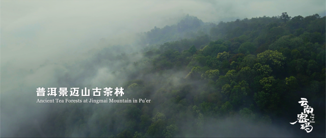 COP15云南宣传片震撼发布《云南密码》为您解密云南