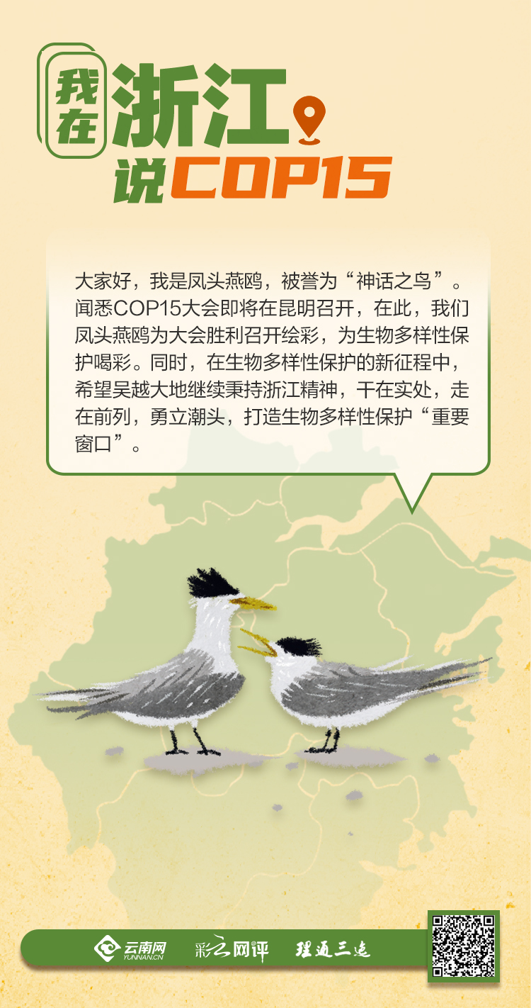 我在浙江说COP15：凤头燕鸥为大会喝彩