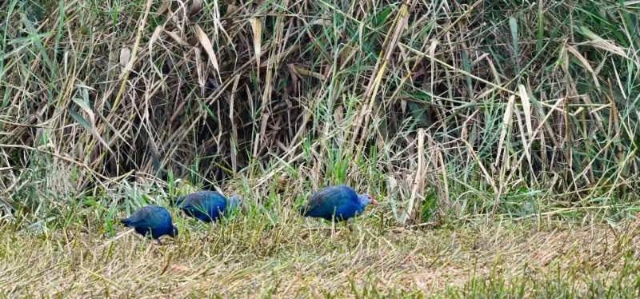 “最美水鸟”紫水鸡成群现身滇池流域（供图）