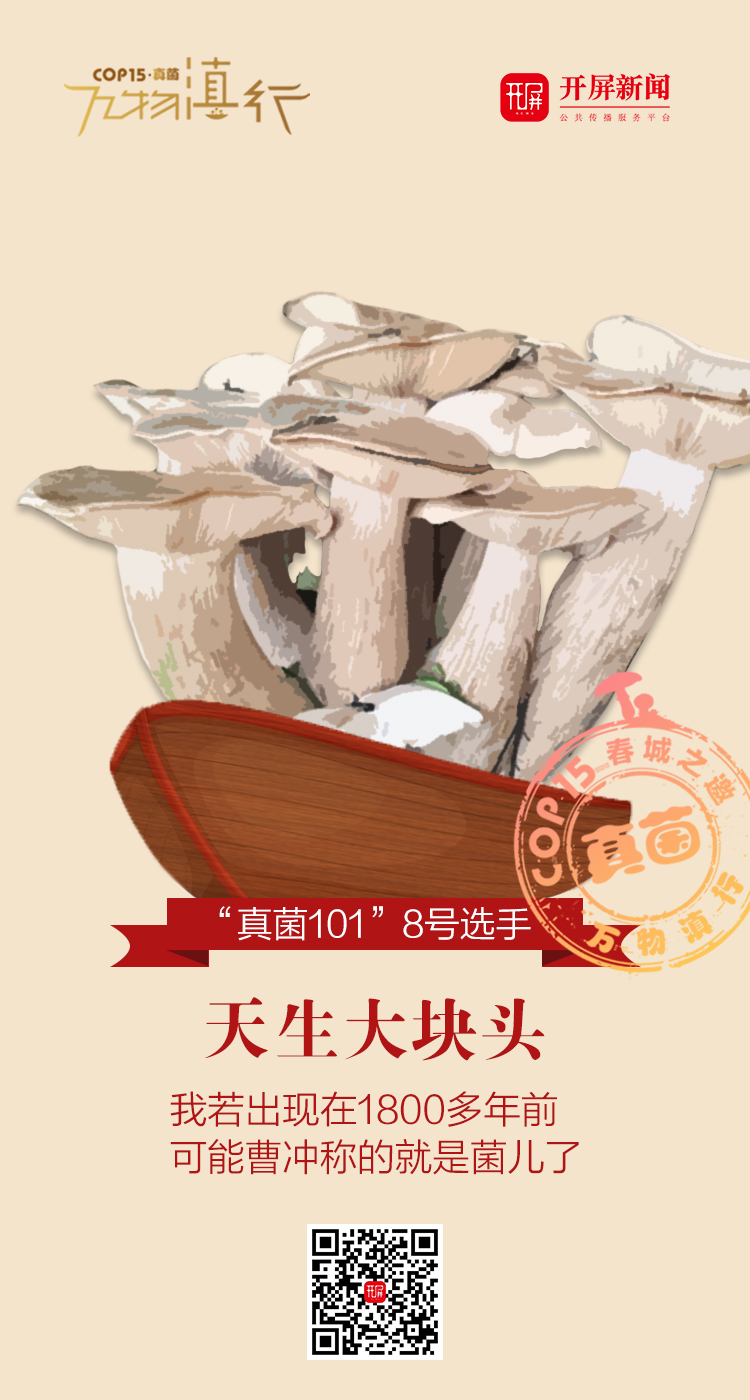 【万物滇行】真菌篇——巨大口蘑