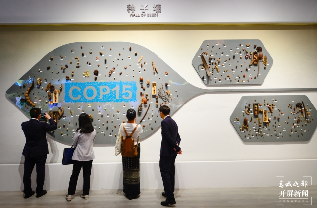 探秘COP15大会唯一的线下展（龙宇丹 摄）