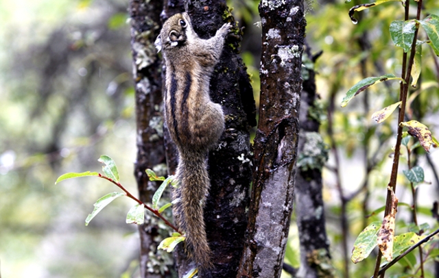 香格里拉普达措国家公园：保护与发展协同推进