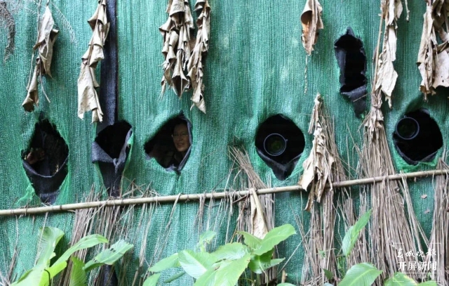 “鸟塘经济”兴起，西双版纳这个县成拍鸟摄影师打卡地！ 供图