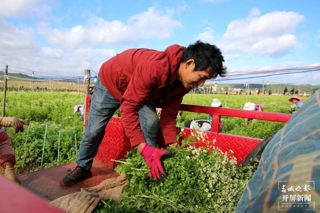 曲靖富源 鲜花 种植（春城晚报-开屏新闻记者 蒋琼波 通讯员 张政伟 李红梅 摄）