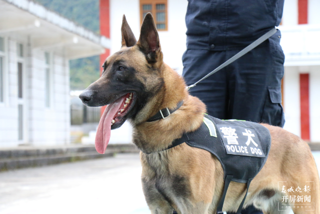 雪山巡逻犬图片