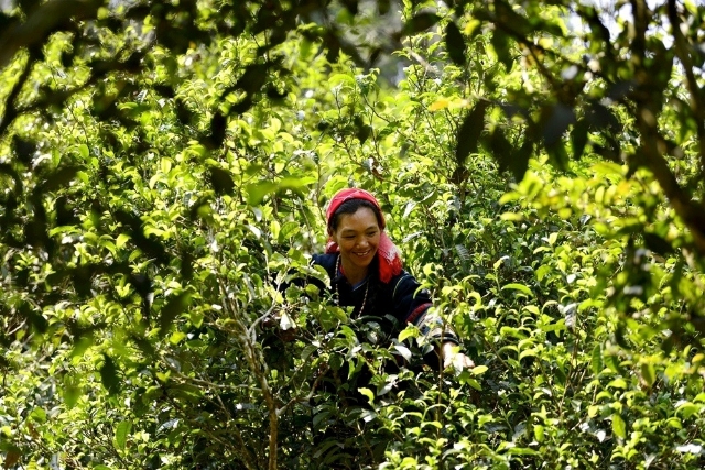 云南勐海：茶香景美，一片茶叶织出勤劳致富路